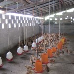 Duck Farming Guide For Beginners – Getting The Appropriate Poultry Farm Equipment