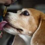 How To Use CBD Oil For Dogs?