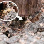 How To Spot Evidence Of A Termite Infestation