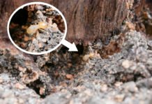 How To Spot Evidence Of A Termite Infestation