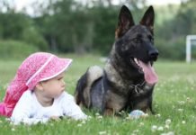 Large Dog Breeds The Whole Family Will Love