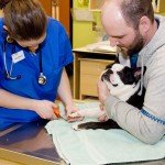 Points To Consider When Hiring Pet Clinics