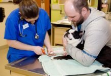 Points To Consider When Hiring Pet Clinics