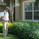 Pest Controllers- Keep Your Environment Healthy