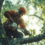 Choosing Reliable Tree Surgeons Brentwood: A Smart Decision Making Guide Tree Surgeons