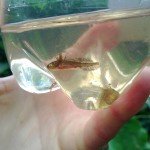 Facts About Existing Laws Regarding Great Crested Newts