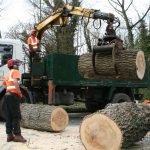 Tips For Selecting Appropriate Tree Surgeons Harrow In Britain