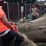 Avoid Dangers By Hiring Professional Tree Surgeons London